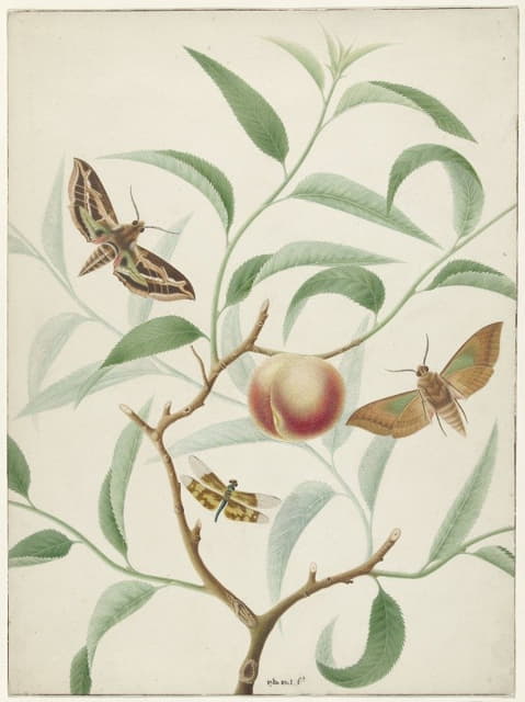 树枝上的桃子，外面有两只蝴蝶和一只蜻蜓