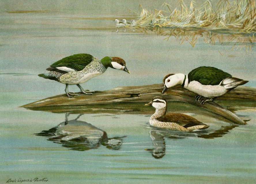 Louis Agassiz Fuertes - Green Pygmy Goose, Indian Pygmy Goose