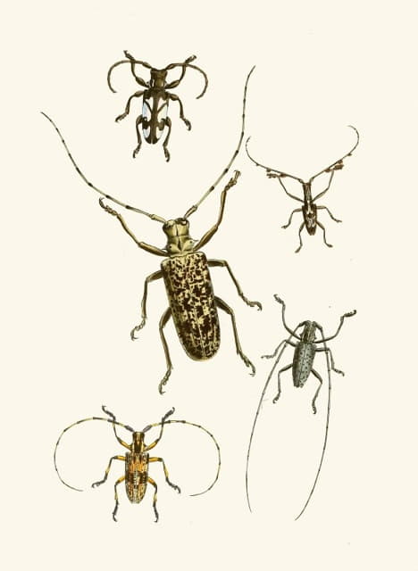 John Obadiah Westwood - The cabinet of oriental entomology Pl VI