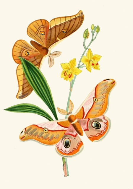 John Obadiah Westwood - The cabinet of oriental entomology Pl XXI
