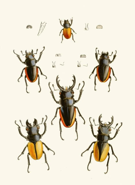 John Obadiah Westwood - The cabinet of oriental entomology Pl XXVII