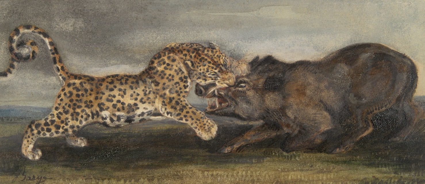 豹子与野猪搏斗