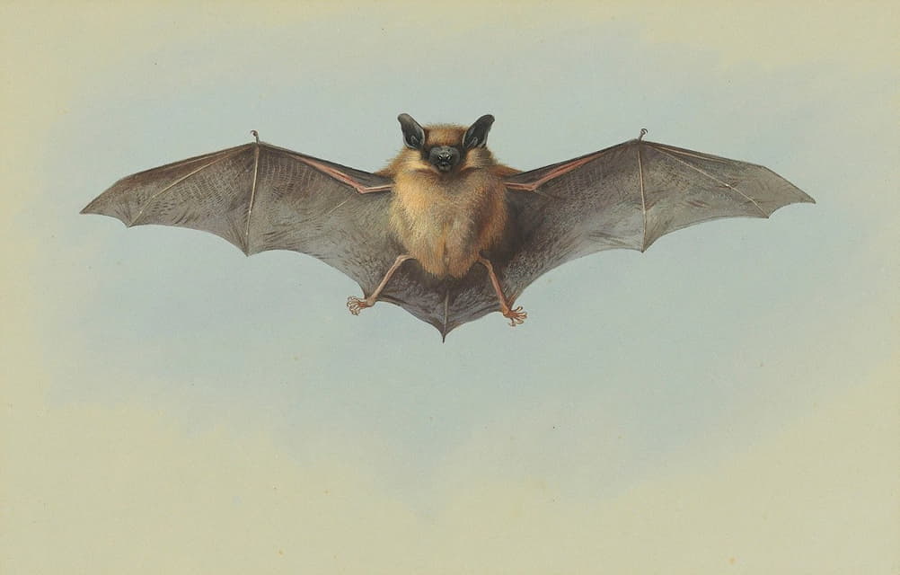 Archibald Thorburn - Study of a common pipistrelle bat