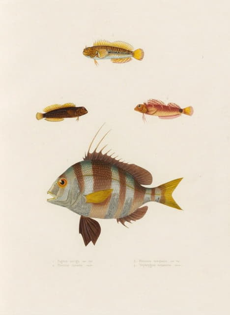 Arthus Bertrand - Pagrus auriga, Blennius lineatus, Blennius inaequalis, Tripterygion melanurus