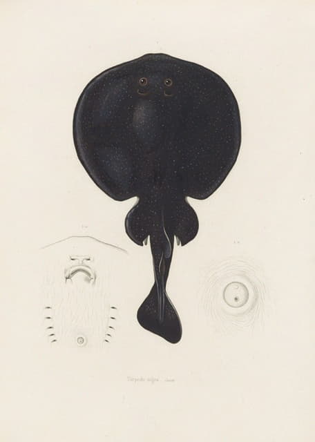 Arthus Bertrand - Torpedo nigra