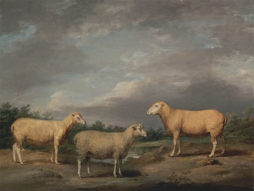 莱兰羊，国王的公羊，国王的母羊和萨默维尔勋爵的湿羊