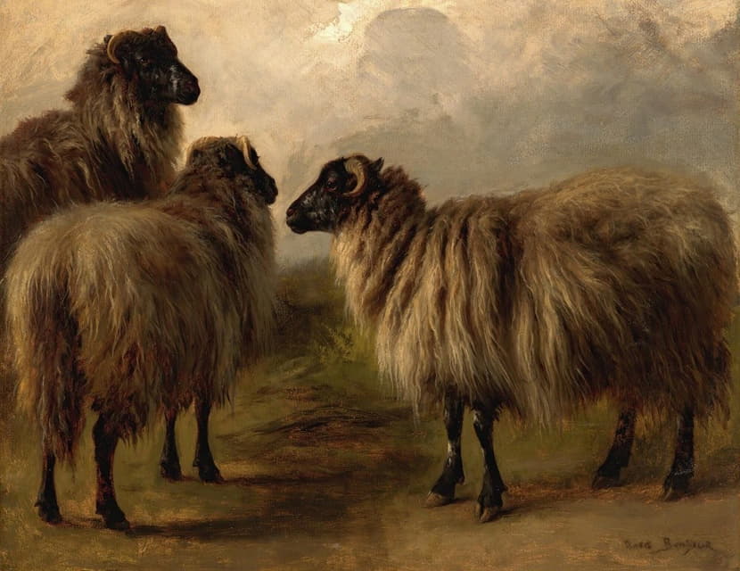 三只羊毛羊