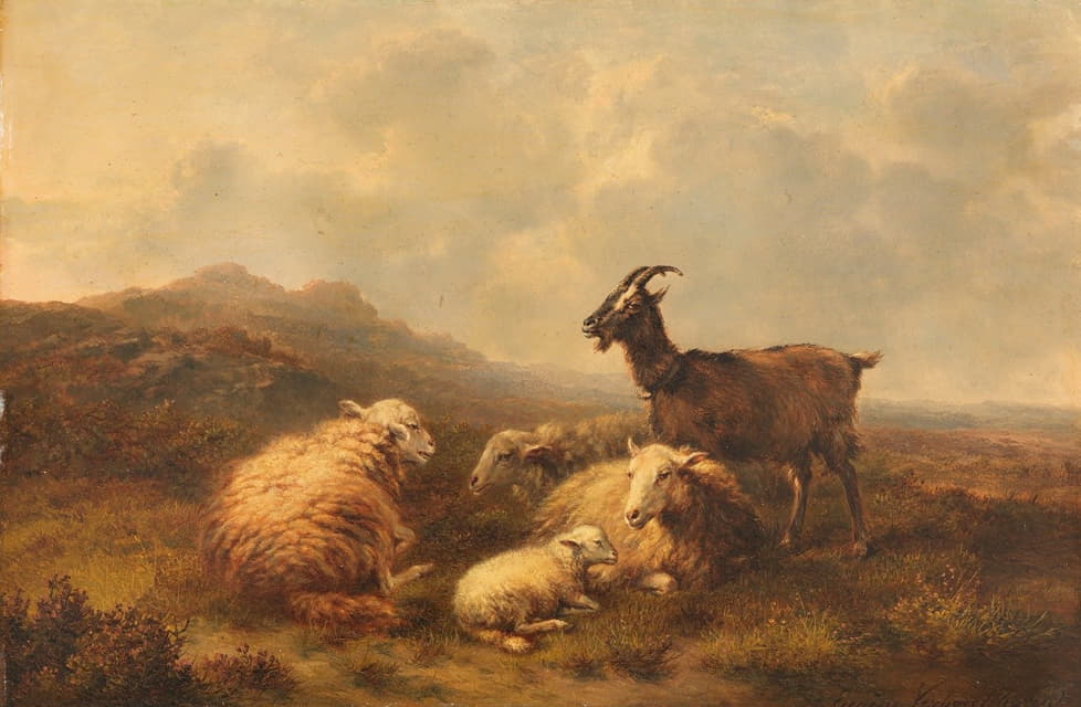 牧场上的绵羊和山羊