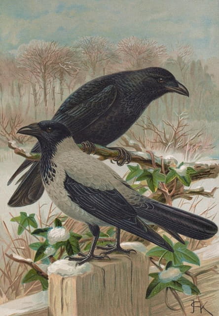 Corvus corone，Corvus cornix，