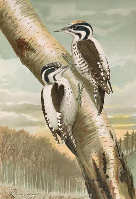 Johann Friedrich Naumann - Picoides tridactylus