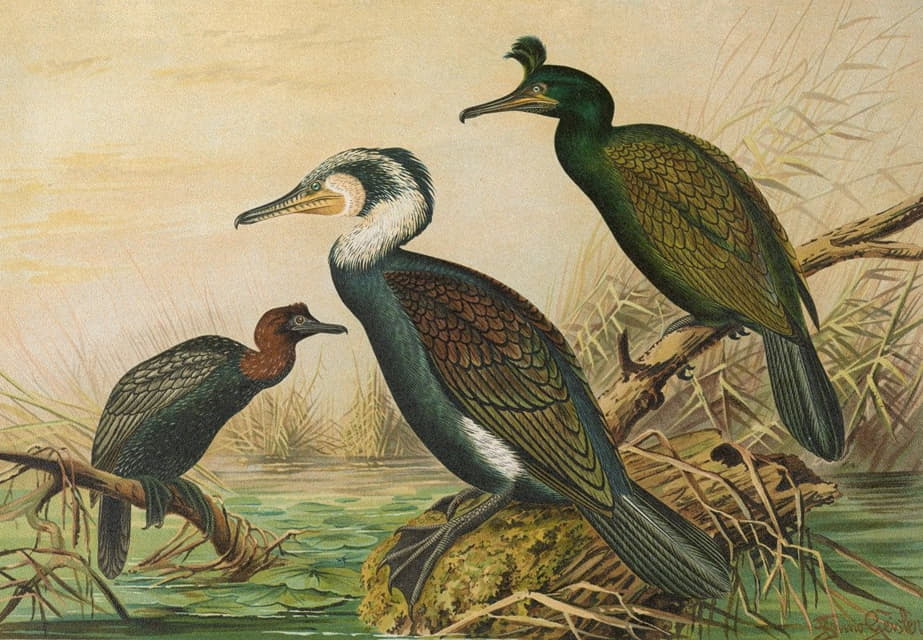 Johann Friedrich Naumann - Phalacrocorax carbo, Phalacrocorax graculus, Phalacrocorax pygmaeus