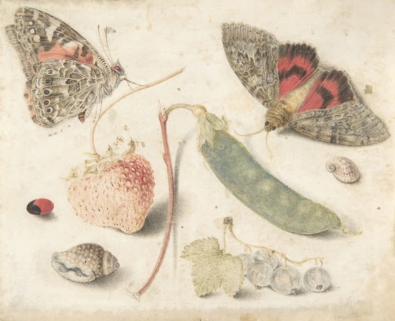 Georg Flegel - Studies of Fruits, Insects and Shells
