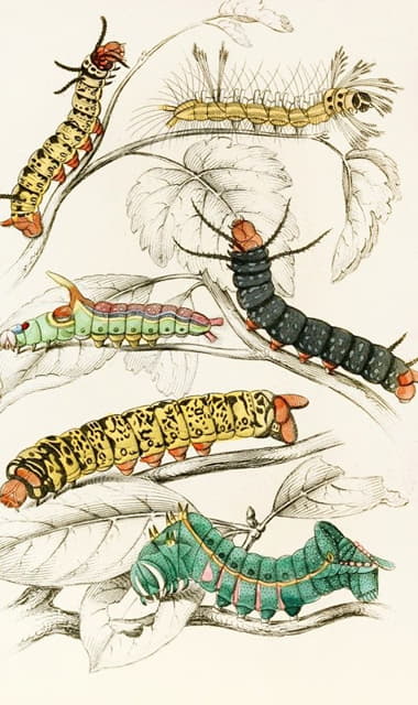 James Duncan - Caterpillar of Erythrinae, Molina, Nesia, Netrix