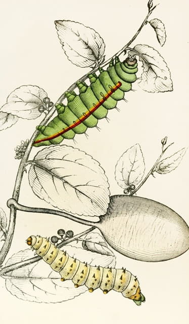 James Duncan - Caterpillar of Saturnia Cynthia, Saturnia Mylitta