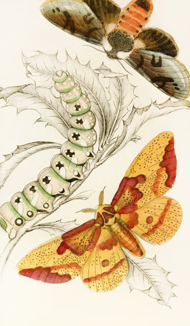 James Duncan - Ceratocampa imperialis, Harpyia Banksiae