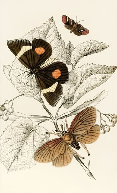James Duncan - Epidesmia tricolor, Scopelodes unicolor, Tortrix Crameriana