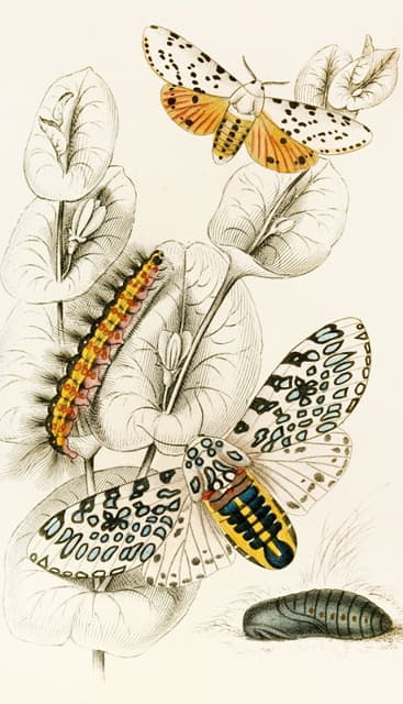 James Duncan - Spilosoma aerea, Arctia oculatissima