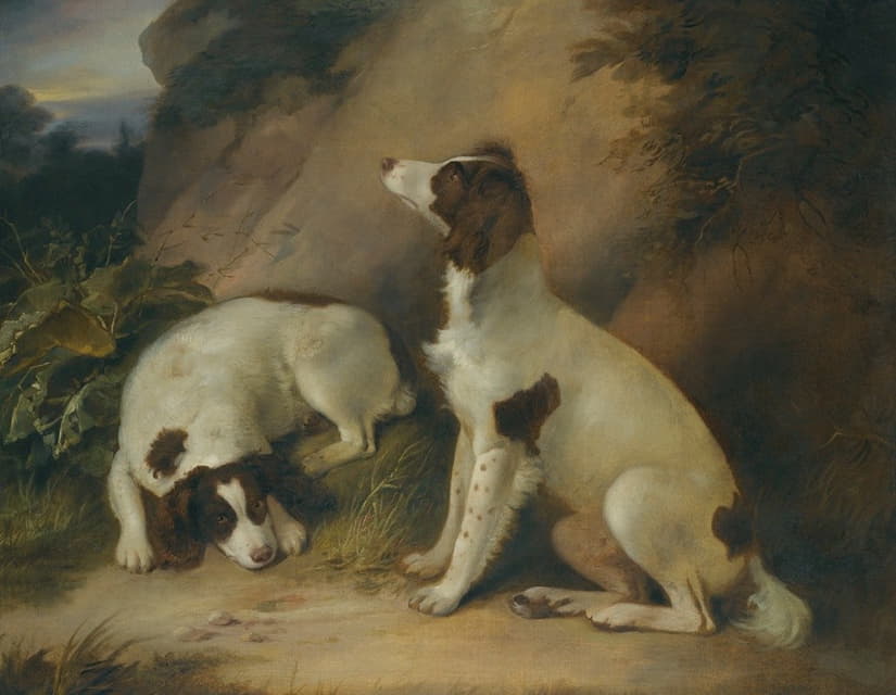 岩石景观中的两只斯普林格猎犬