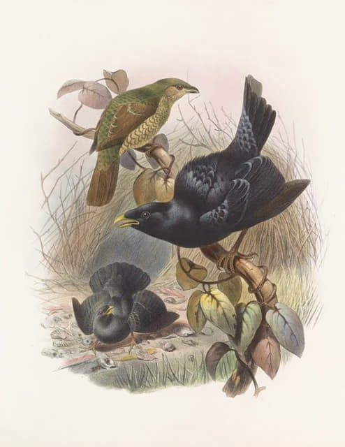 Daniel Giraud Elliot - Ptilorhynchus violaceus