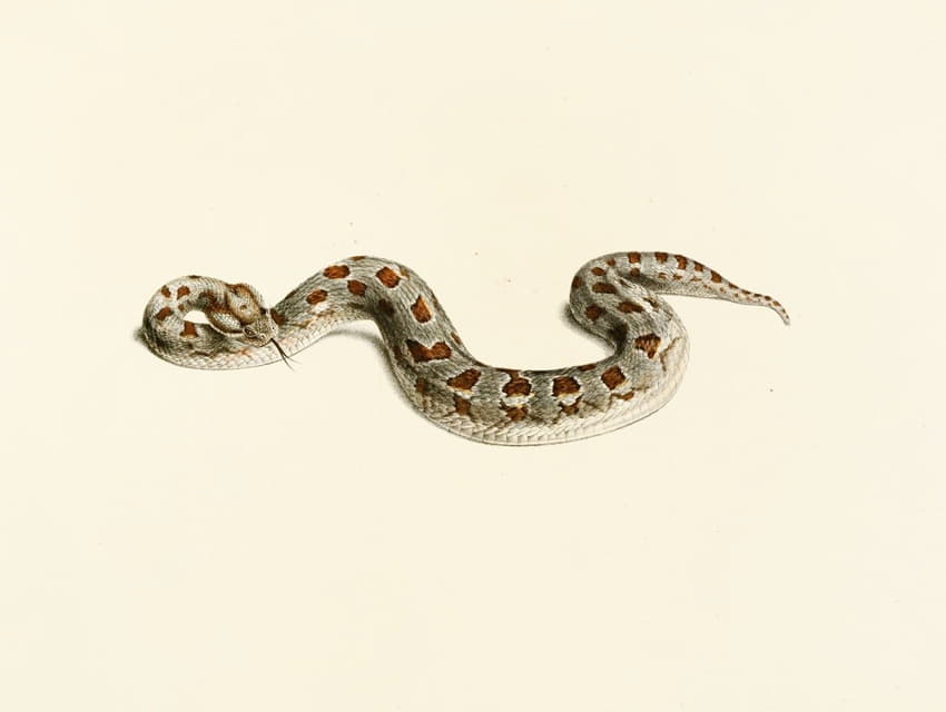 角斑蝰蛇