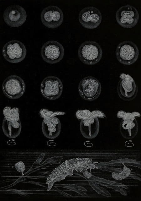 Alfred Frédol - Développement d’un Mollusque