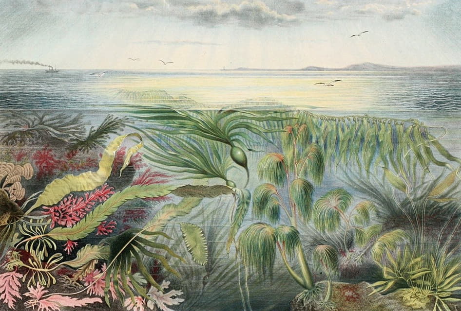 海洋植物群