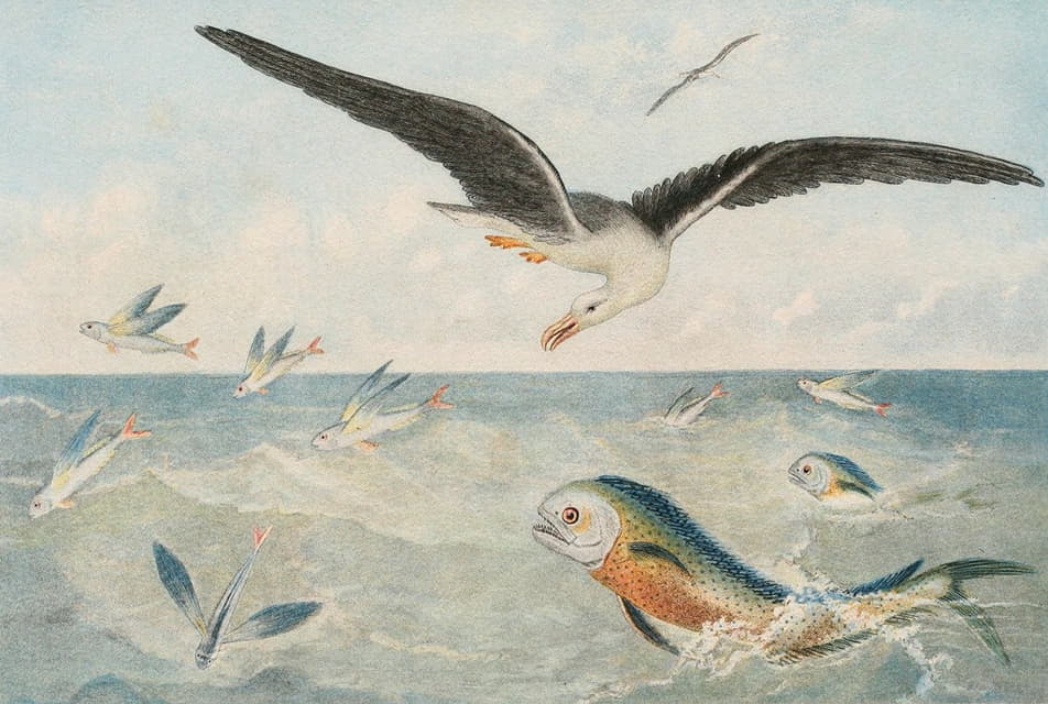Alfred Frédol - Poisson volants, Dorades, Albatros