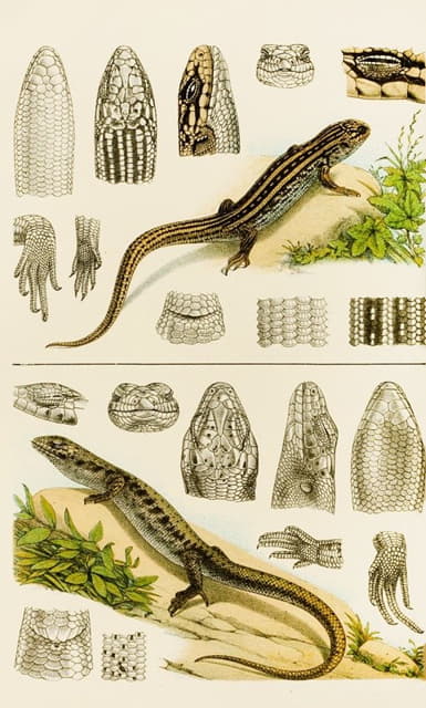 Frederick McCoy - Reptiles VIII