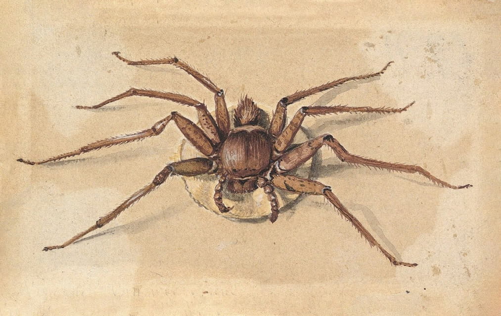Jan Vincentsz van der Vinne - A Spider