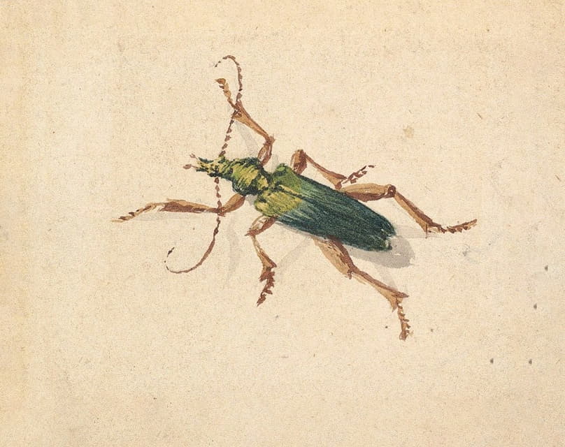 有棕色腿的绿色甲虫