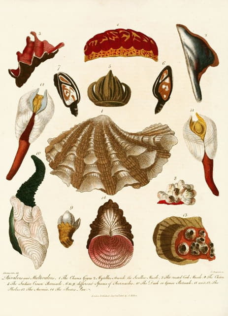 伦敦百科全书-海螺学第15页