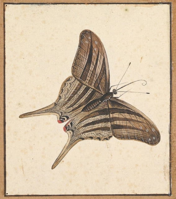 Nicolaas Struyk - A Butterfly