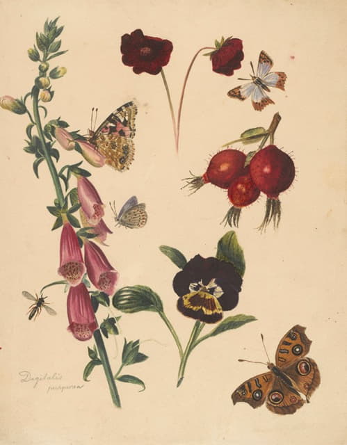 Albertus Steenbergen - Studieblad met bloemen en vlinders