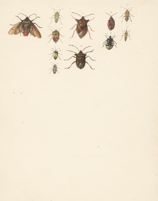 11种不同甲虫的研究表