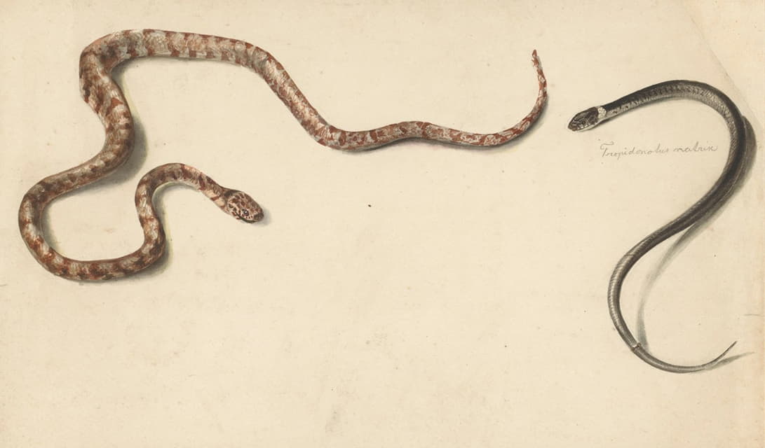 Albertus Steenbergen - Twee tropische slangen