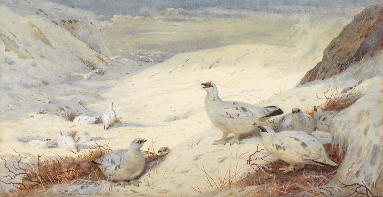 冬季羽毛的帕尔米根人签名并注明“阿奇博尔德·索伯恩”。1899