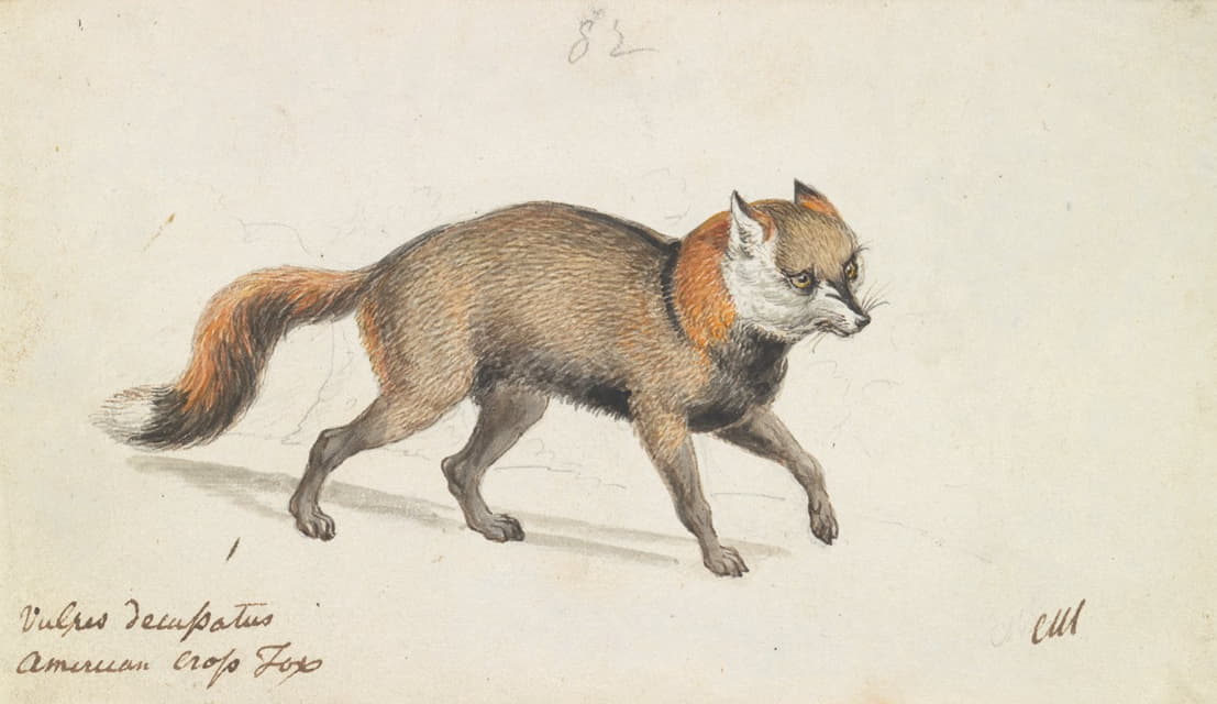 美洲叉尾狐
