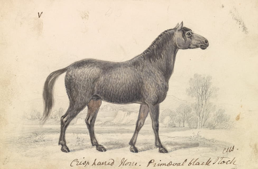 毛茸茸的马，原始的黑马