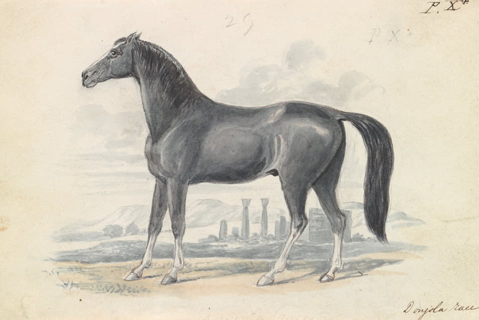 Charles Hamilton Smith - Dongola Horse
