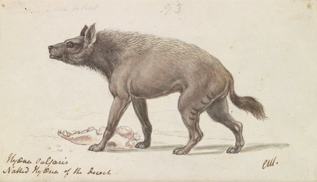 努比亚沙漠的裸鬣狗