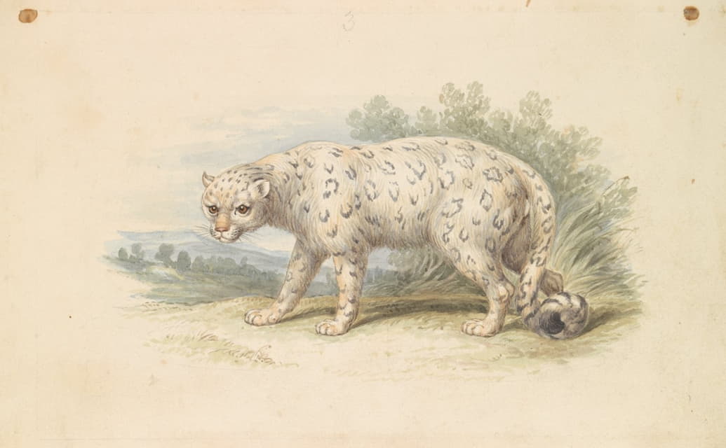 Charles Hamilton Smith - Snow Leopard