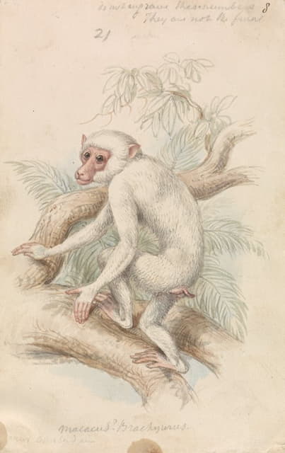 短尾猕猴
