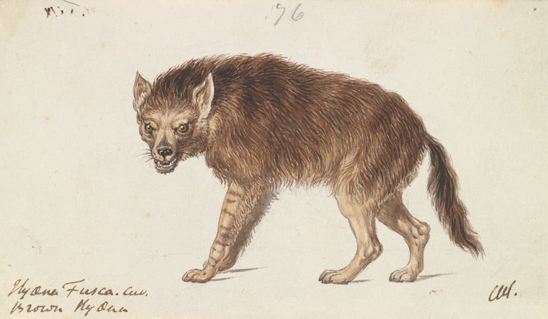 棕色鬣狗