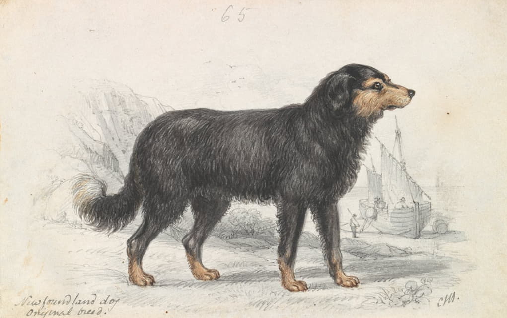 纽芬兰犬，原始品种