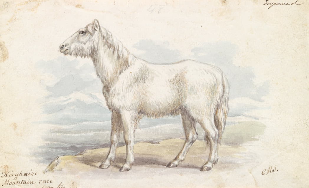 长绒毛的马，原始的白色家畜