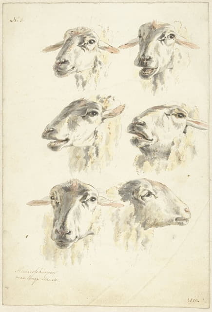 六头羊头研究单