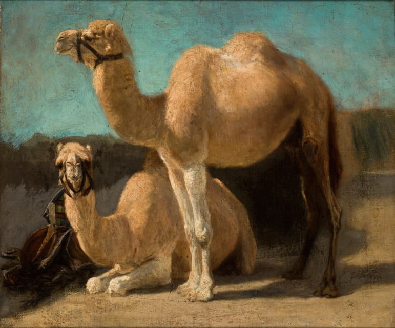 两只骆驼