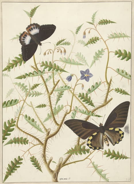 Hermanus de Wit - Two Exotic Butterflies on a Blooming Bush