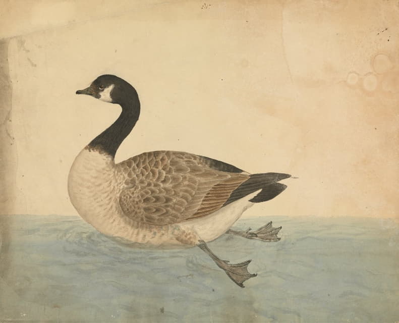 James Sowerby - A Goose