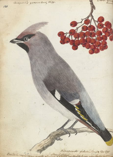 Jan Brandes - Zweedse vogel